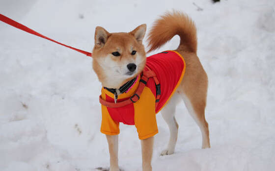 内马尔，攻防转换的艺术大师与韩国队的南非突围之路