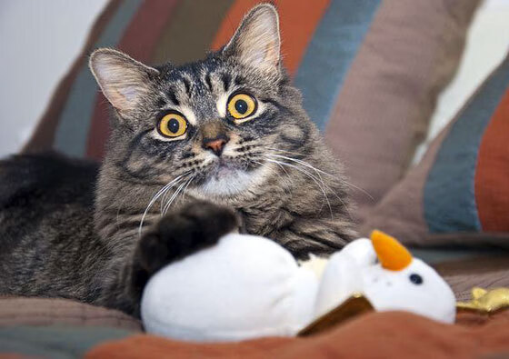 欧冠焦点战，尤文图斯惊天逆转利物浦的传奇之夜