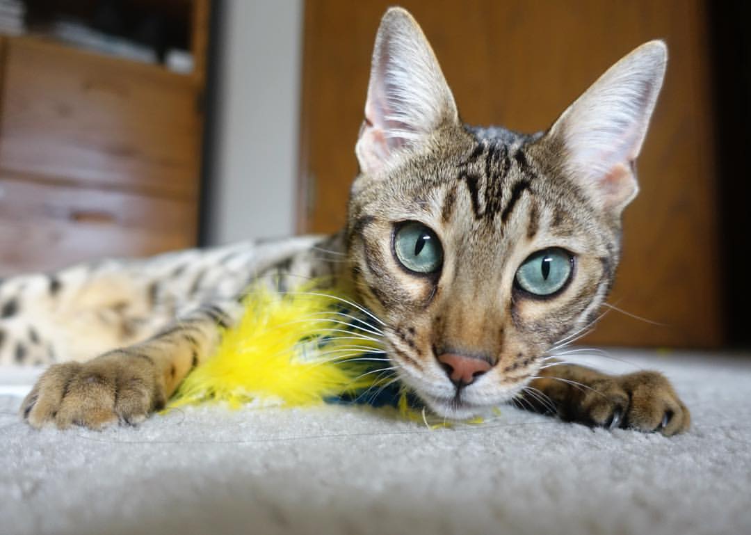 亚特兰大的战术镰刀与库尔图瓦的叹息之墙，当收割成为一种必然