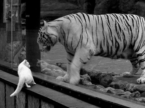 钢铁之盾罗德里戈锁定胜局，加拿大压哨绝杀克罗地亚