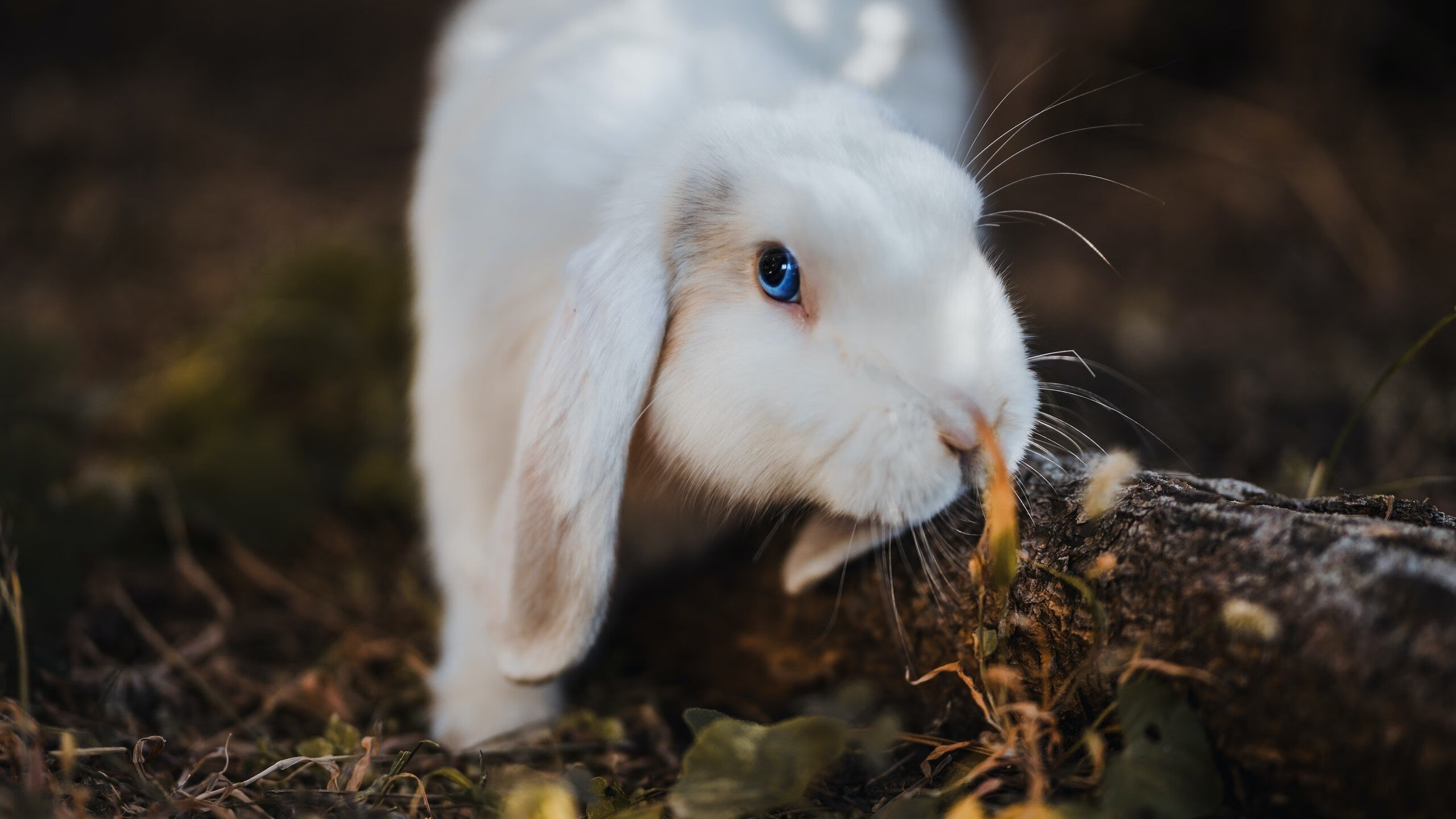 风暴眼，帕尔默的个体狂欢与莱比锡的战术革命，足球新世界的两面战旗
