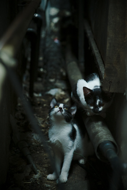 上海库里降临，攻防两端统治深圳，一役颠覆CBA传统认知