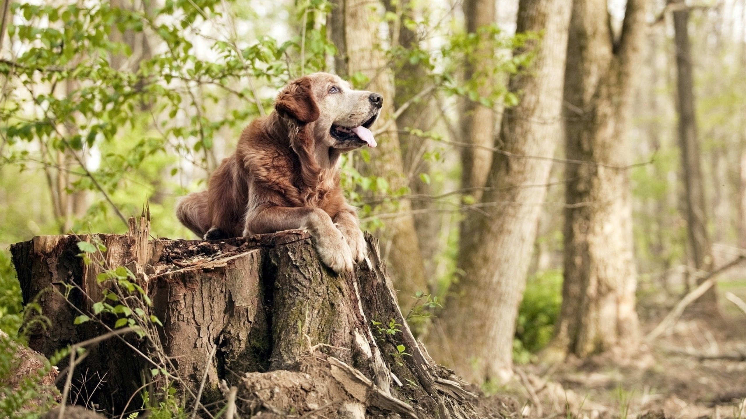 东方小城掀翻NBA豪门，欧洲之巅升起美国新星，篮球世界的平行狂想
