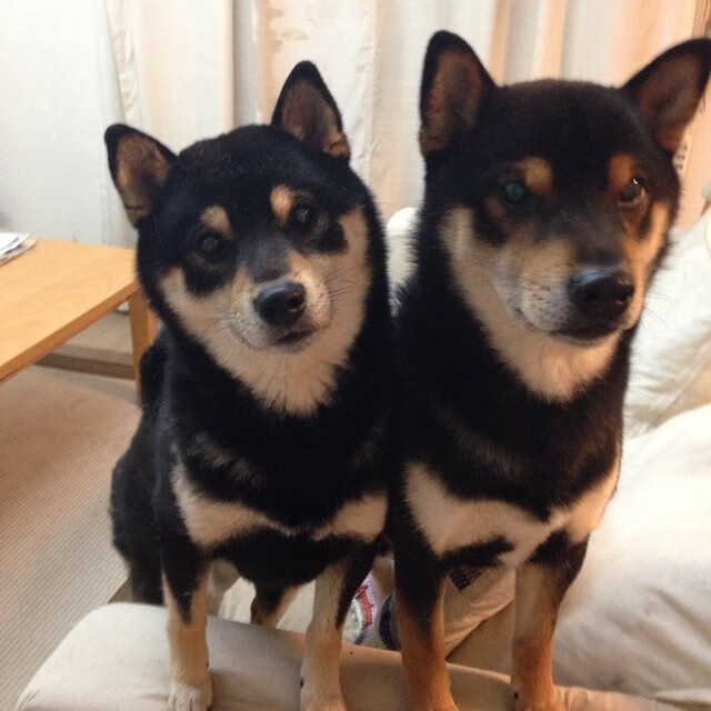 -东方烽火遇黑色闪电，山西队鏖战雄鹿，范弗利特持续制造杀机