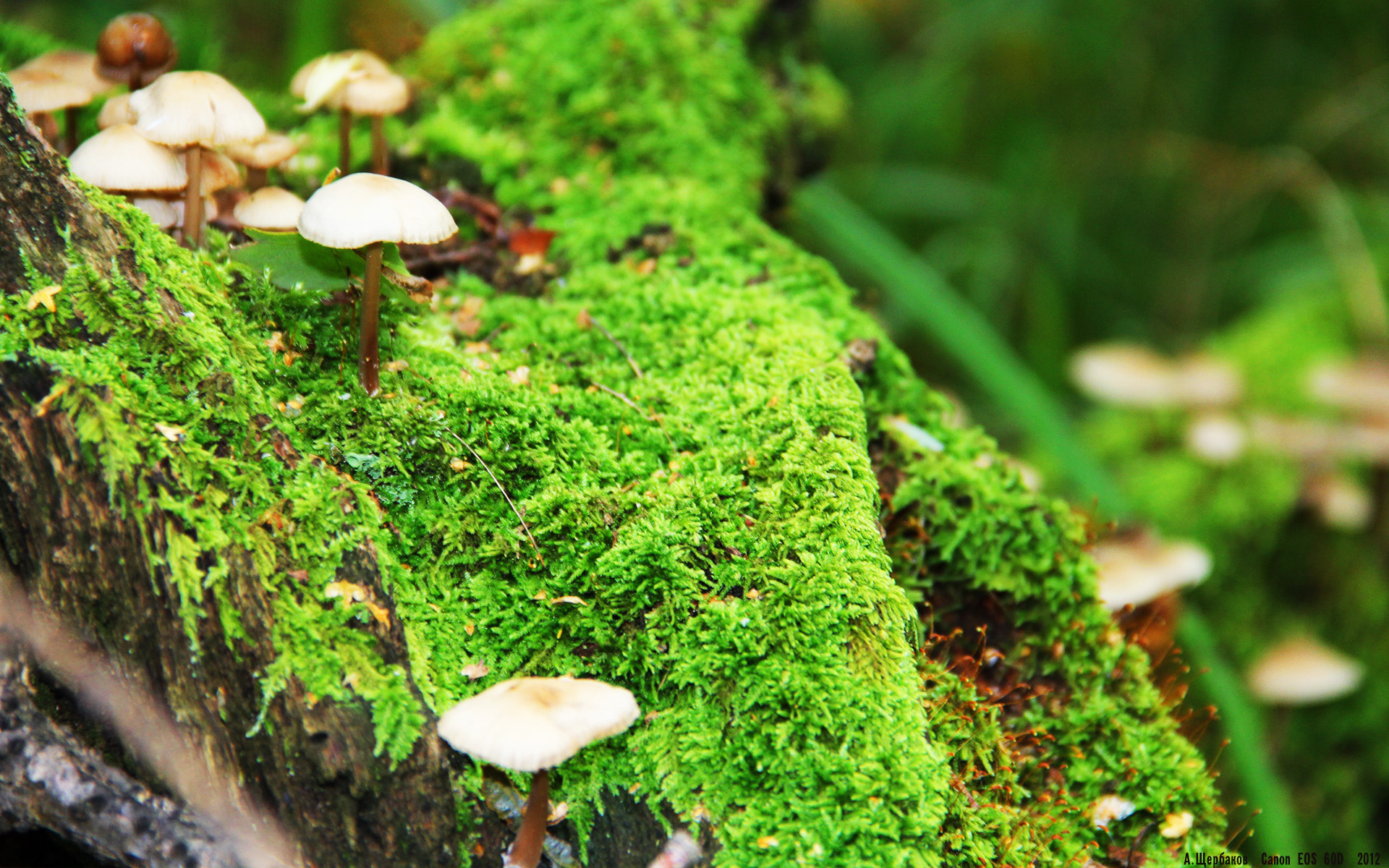 铁血德意志收割牙买加闪电，孤胆阿圭罗上演进攻端无解交响